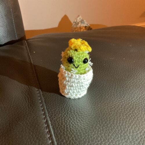Itty bitty cactus