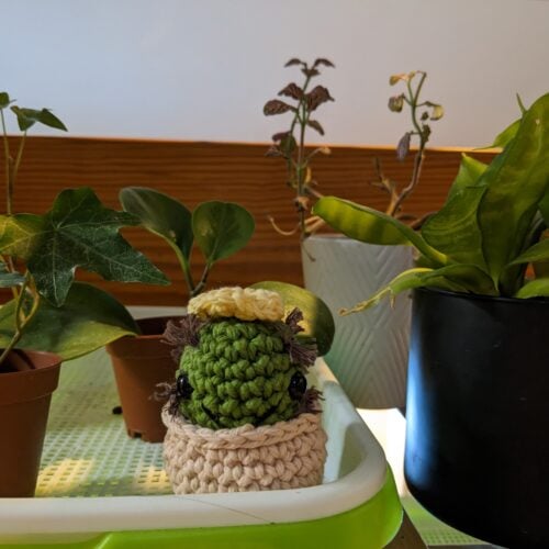 Betty the Bitty Cactus