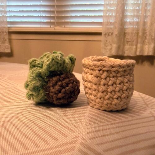 Hidden Container Succulent
