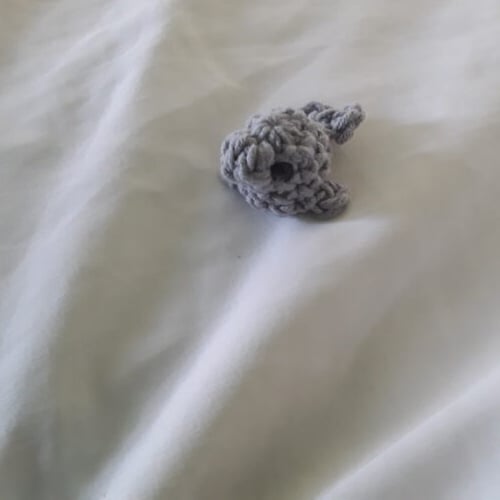 Baby seal