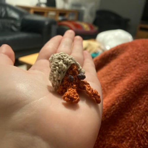 cute tiny hermit crab