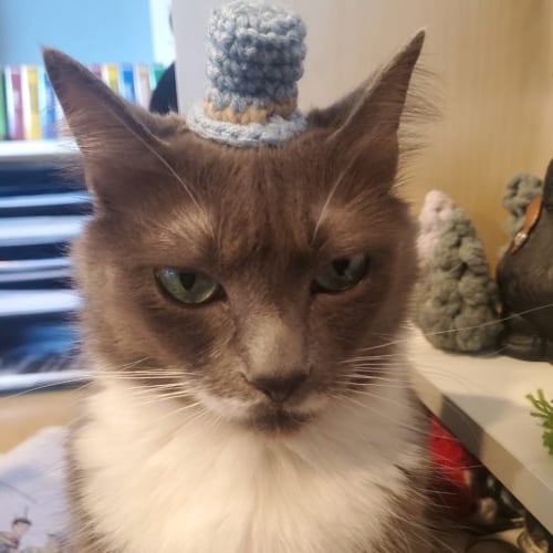 Cat hat