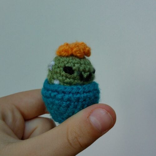 Betty the Beginner Cactus